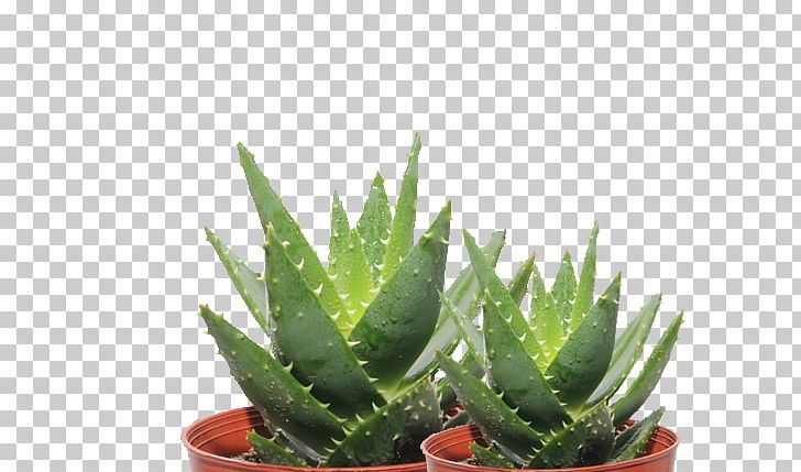 Aloe Vera Aloe Ferox Aloe Polyphylla Aloe Maculata Leaf PNG, Clipart, Aloe, Asphodelaceae, Asphodeloideae, Cactus, Flower Free PNG Download