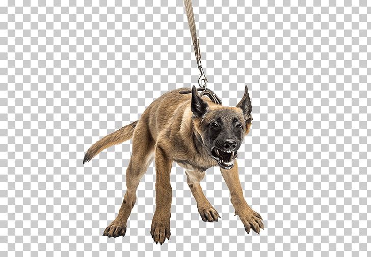 American Pit Bull Terrier Dog Training Dog Aggression Leash Puppy PNG, Clipart, Aggression, American Pit Bull Terrier, Carnivoran, Dog, Dog Aggression Free PNG Download