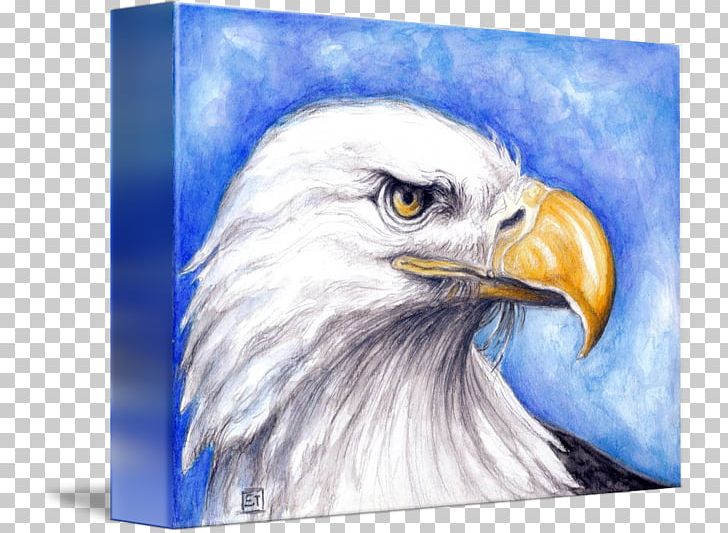 Bald Eagle Beak Blanket Art PNG, Clipart, Accipitriformes, Animals, Art, Bald Eagle, Beak Free PNG Download