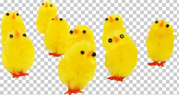 Chicken Easter Egg PNG, Clipart, Animals, Beak, Bird, Chicken, Easter Free PNG Download