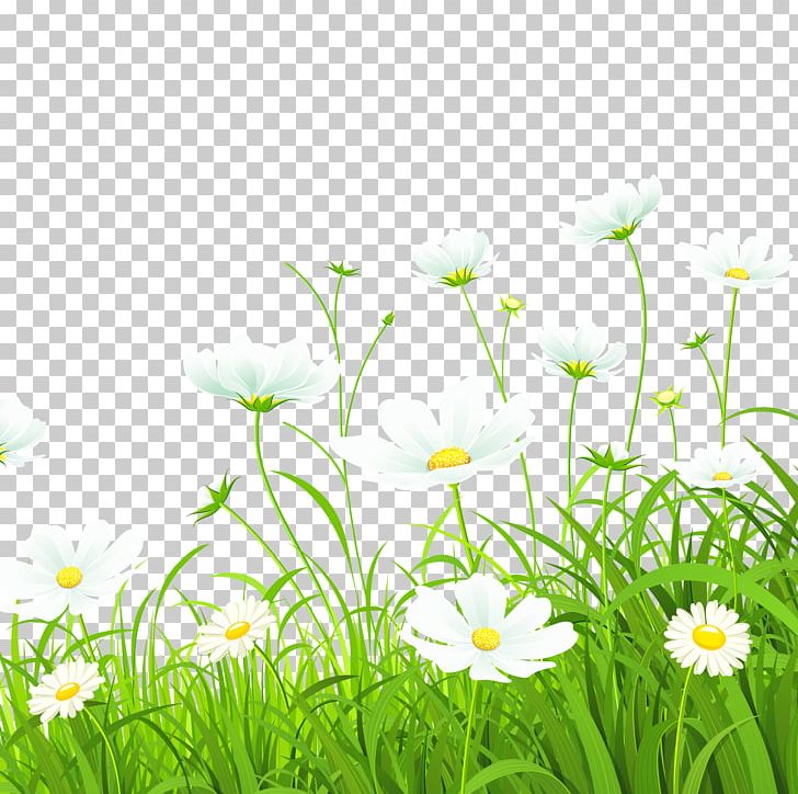 Flower Green Common Daisy Illustration PNG, Clipart, Color, Computer Wallpaper, Daisy, Daisy Family, Encapsulated Postscript Free PNG Download