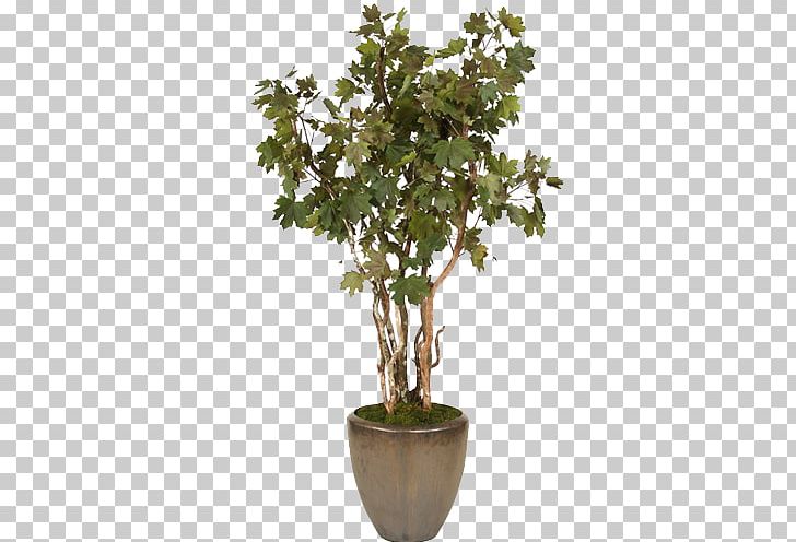 Flowerpot Shrub Tree Bonsai Sageretia Theezans PNG, Clipart, Bonsai, Branch, Cone, Conical, Crock Free PNG Download