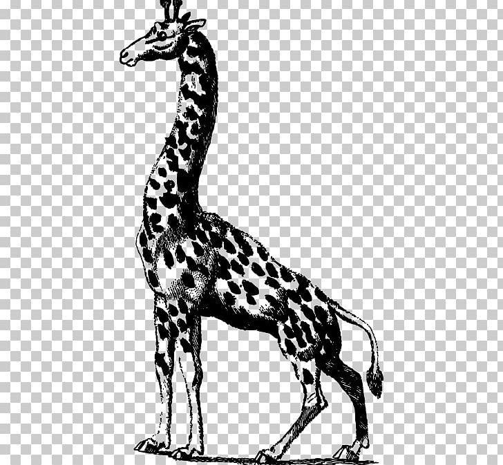 Giraffe PNG, Clipart, Animals, Black, Encapsulated Postscript, Fauna, Head Free PNG Download