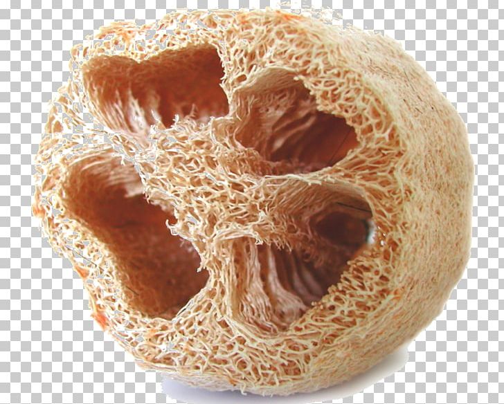 Sponge Gourd Cucurbitaceae Vegetable PNG, Clipart, Bathroom, Bread, Cucurbitaceae, Food Drinks, Fruit Free PNG Download