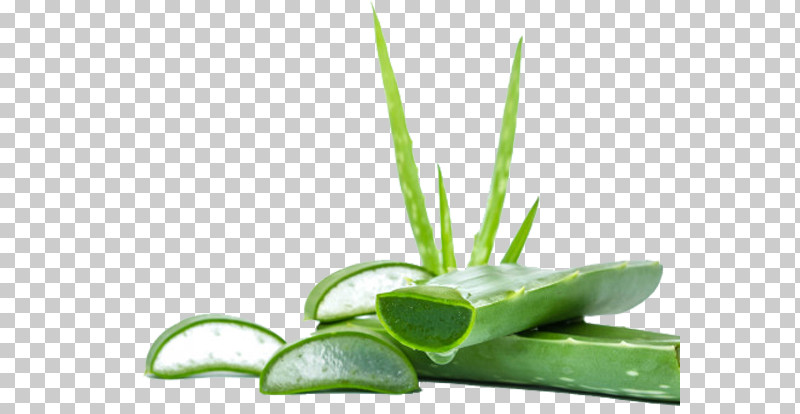 Aloe Plant Leaf Xanthorrhoeaceae Grass PNG, Clipart, Aloe, Flower, Grass, Leaf, Plant Free PNG Download