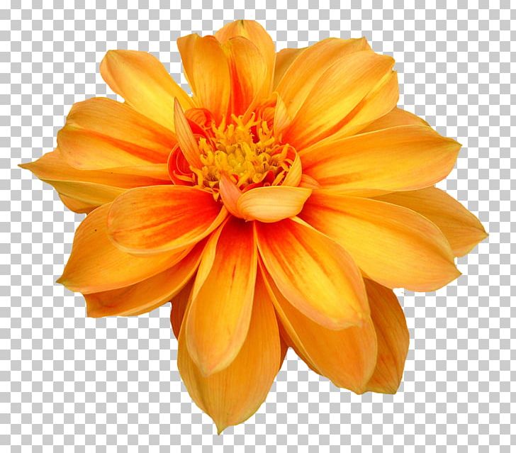 Dahlia Flower PNG, Clipart, Cut Flowers, Dahlia, Daisy Family, Desktop Wallpaper, Display Resolution Free PNG Download