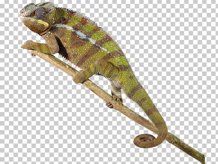 Lizard Reptile Agamidae Brookesia Minima Snake PNG, Clipart, African Chameleon, Animal, Animal Figure, Animals, Brookesia Free PNG Download
