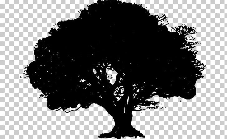 Tree Drawing Water Oak PNG, Clipart, Arecaceae, Bark, Black, Black And White, Branch Free PNG Download