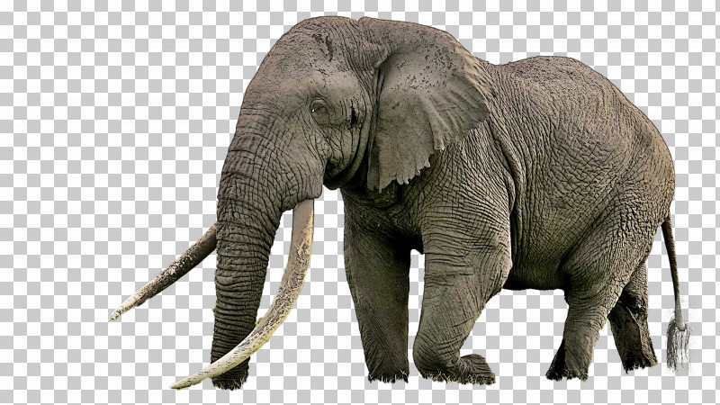 Indian Elephant PNG, Clipart, African Elephant, Animal Figure, Elephant, Indian Elephant, Skin Free PNG Download