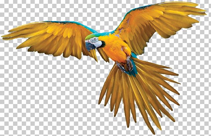 Bird Parrot PNG, Clipart, Animals, Beak, Bird, Computer Icons, Download Free PNG Download