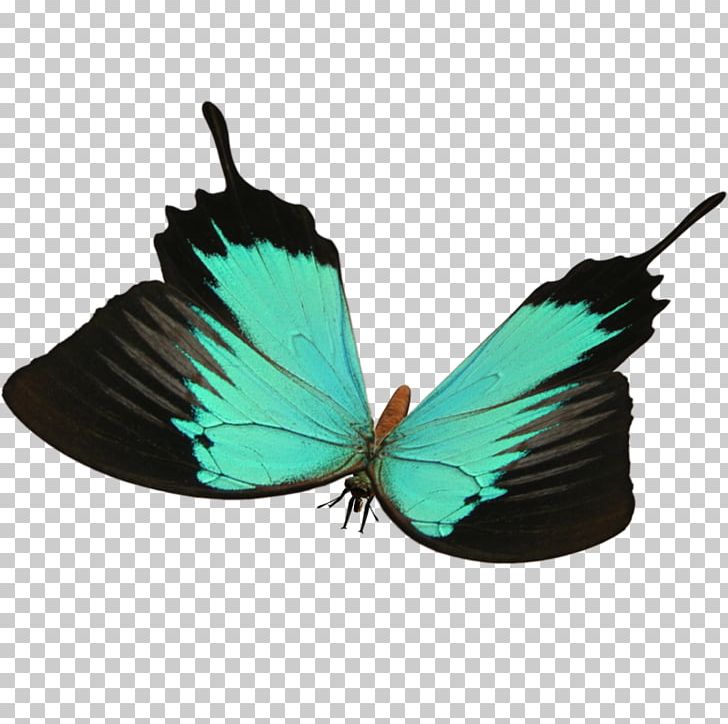 Butterfly PNG, Clipart, Adobe Flash, Brush Footed Butterfly, Insects, Invertebrate, Kelebek Resimleri Free PNG Download