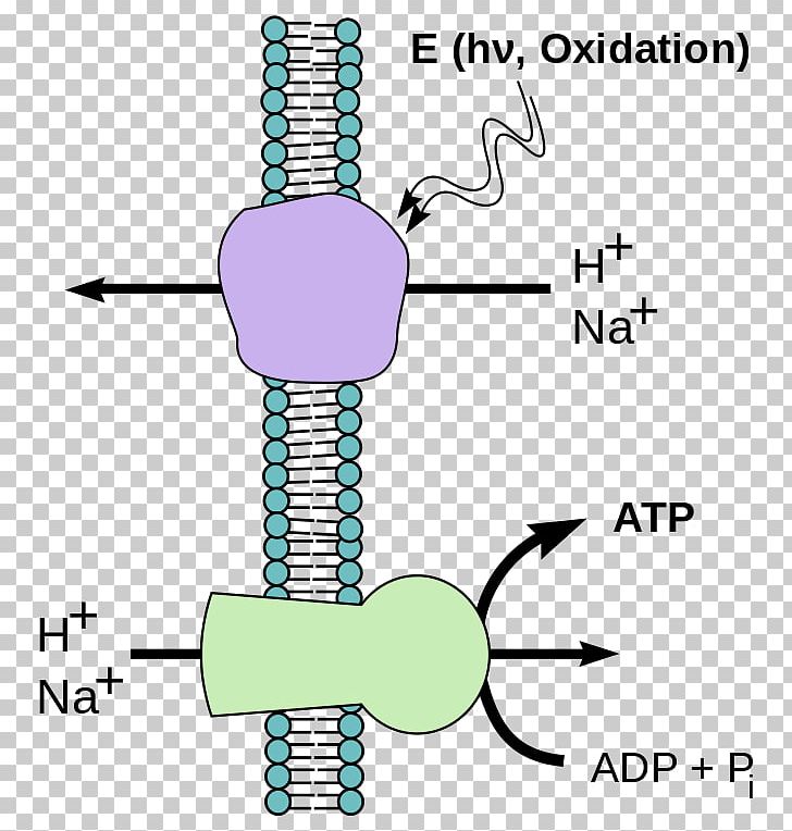Chemiosmosis Phosphorylation Energy Diffusion PNG, Clipart, Adenosine Triphosphate, Angle, Area, Atp Synthase, Biology Free PNG Download