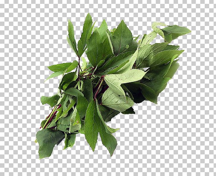 Leaf Plant Stem Herb Tree PNG, Clipart, Chanda, Herb, Leaf, Plant, Plant Stem Free PNG Download