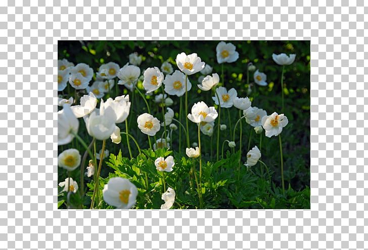 Anemone Coronaria Japanese Anemone Flower Bulb Plant PNG, Clipart, Anemone, Anemone Coronaria, Anemone Nemorosa, Annual Plant, Bride Free PNG Download