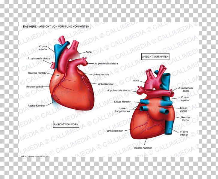 Braunwald's Heart Disease: Review And Assessment Anatomy Cardiovascular Disease Heart Disease: A Textbook Of Cardiovascular Medicine PNG, Clipart,  Free PNG Download