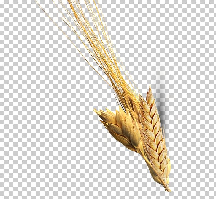 Emmer Durum Einkorn Wheat Spelt Cereal PNG, Clipart, Barleys, Cereal, Cereal Germ, Commodity, Corn On The Cob Free PNG Download