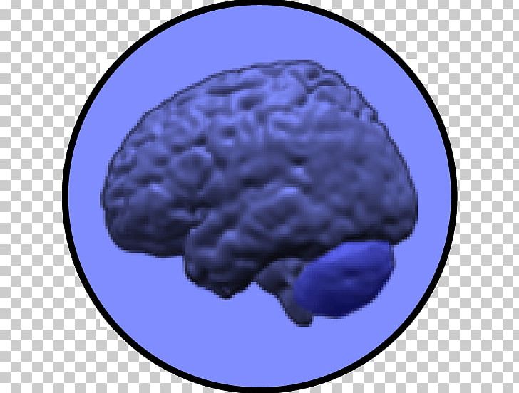 Brain Cerebellum Neuroimaging Intelligence Grey Matter PNG, Clipart, Agy, Anatomy, Cerebellum, Dementia, Development Of The Nervous System Free PNG Download