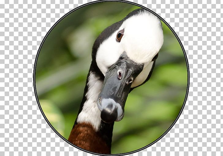 Domestic Goose Bird Canada Goose Greylag Goose PNG, Clipart, Animal, Barnacle Goose, Beak, Bird, Branta Free PNG Download