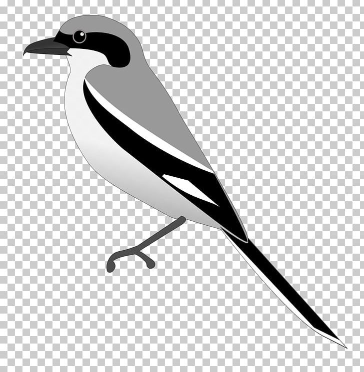 Eurasian Magpie Beak Feather White PNG, Clipart, Animals, Beak, Bird, Black And White, Eurasian Magpie Free PNG Download
