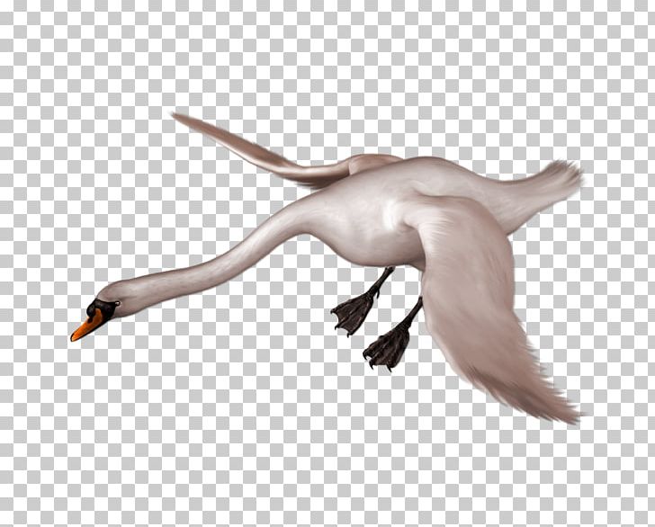 Mute Swan Bird Black Swan Duck Goose PNG, Clipart, 109, Animals, Beak, Bird, Blacknecked Swan Free PNG Download