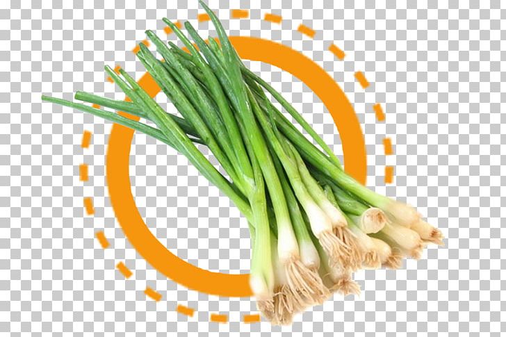 Onion Scallion Allium Fistulosum Vegetable Food PNG, Clipart, Allium, Allium Fistulosum, Asparagus, Commodity, Food Free PNG Download