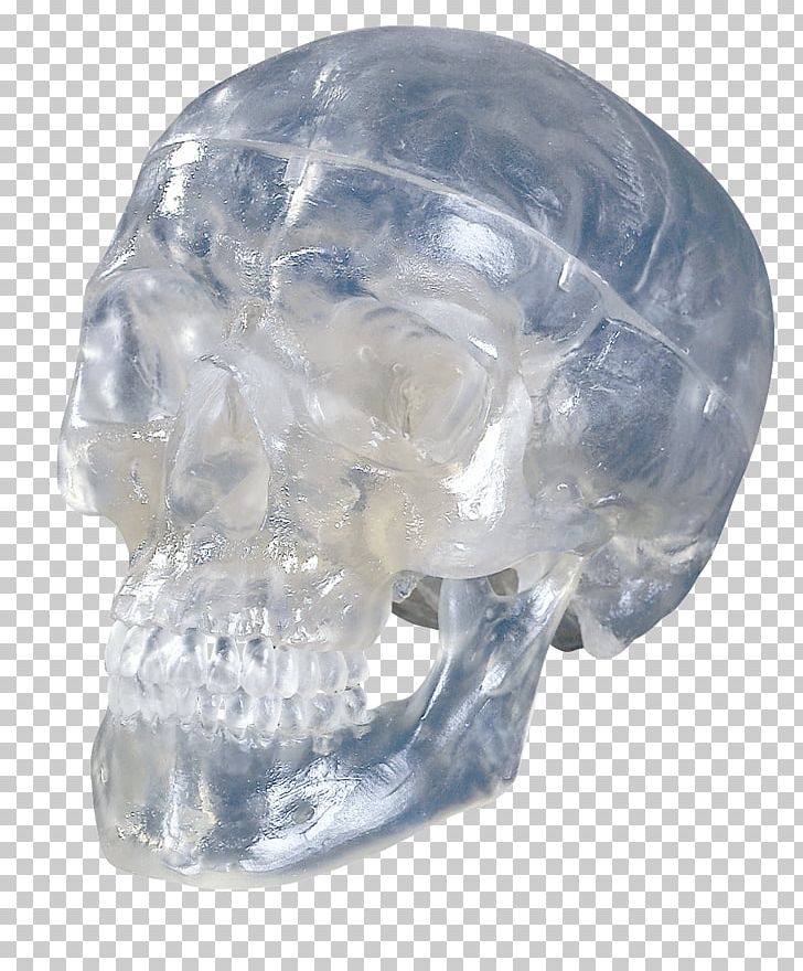 Human Skull Anatomy Bone PNG, Clipart, Anatomy, Bone, Brain, Cervical Vertebrae, Crystal Free PNG Download