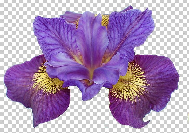 Iris Sibirica Iris Ser. Sibiricae Flower Rainbow Plant PNG, Clipart, Drawing, Flower, Flowering Plant, Garden, Garden Roses Free PNG Download