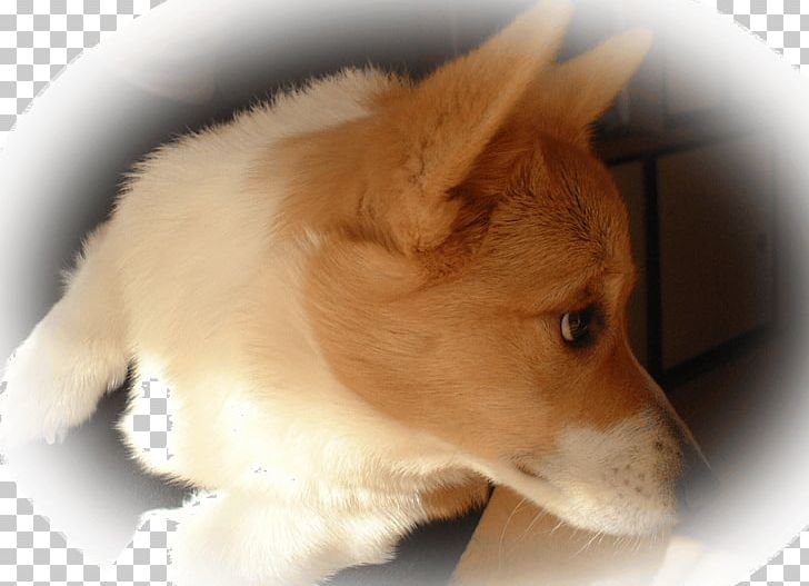 Pembroke Welsh Corgi Icelandic Sheepdog Shetland Sheepdog Puppy Rough Collie PNG, Clipart, Animals, Breed, Carnivoran, Collie, Companion Dog Free PNG Download