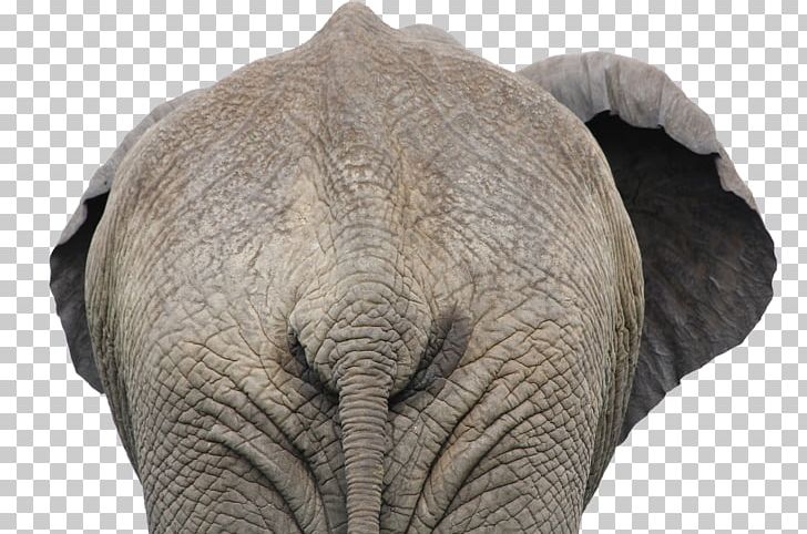 African Bush Elephant African Forest Elephant PNG, Clipart, African Bush Elephant, African Elephant, African Forest Elephant, Animals, Elephant Free PNG Download