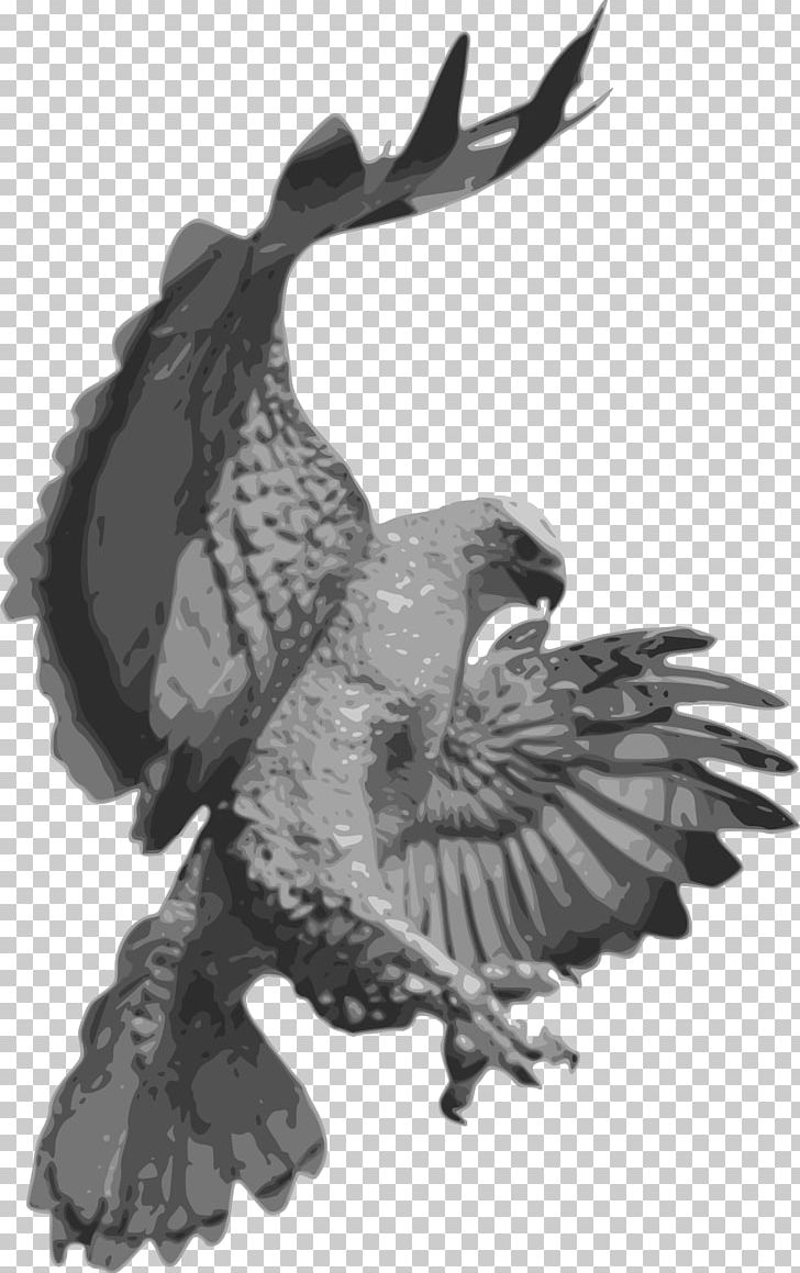 Hawk Portable Network Graphics Bald Eagle PNG, Clipart, Accipitridae, Accipitriformes, Animals, Bald Eagle, Beak Free PNG Download