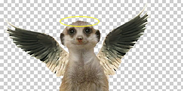 Meerkat Comics Cartoon Metro-Goldwyn-Mayer PNG, Clipart, All That, Art, Beak, Bird, Bird Of Prey Free PNG Download