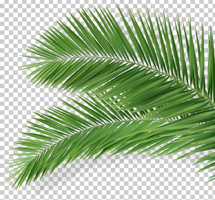 Portable Network Graphics Leaf Food Presentation PNG, Clipart, Arecales, Borassus Flabellifer, Coconut, Date Palm, Elaeis Free PNG Download