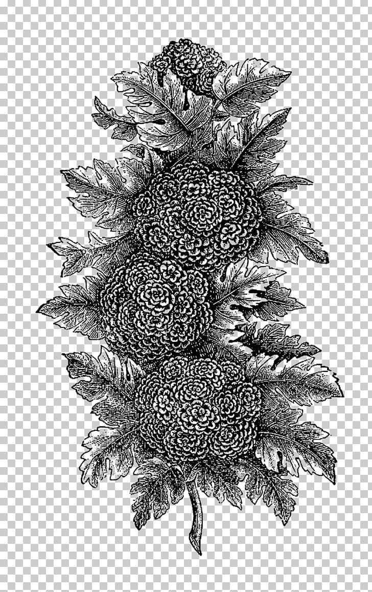 Black And White Botanical Illustration Botany Drawing PNG, Clipart, Black And White, Botanical Illustration, Botany, Branch, Conifer Free PNG Download