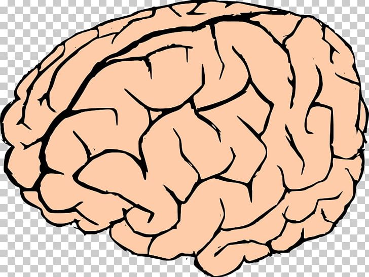 Brain PNG, Clipart, Area, Brain, Clip Art, Document, Download Free PNG Download