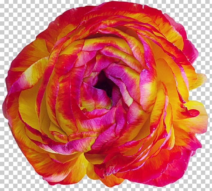 Garden Roses Cabbage Rose Floribunda Cut Flowers Peony PNG, Clipart, Closeup, Closeup, Cut Flowers, Floribunda, Flower Free PNG Download