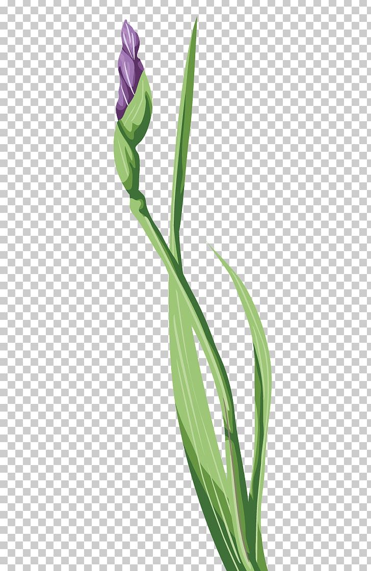 Irises Wall Iris Tulip Flower PNG, Clipart, Bud, Fleur De Lys, Flora, Flower, Flowering Plant Free PNG Download