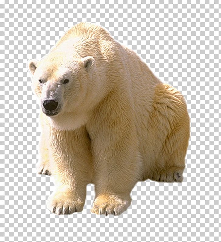 Polar Bear Animal Arctic PNG, Clipart, Animal Diversity Web, Animals, Background White, Bear, Bears Free PNG Download