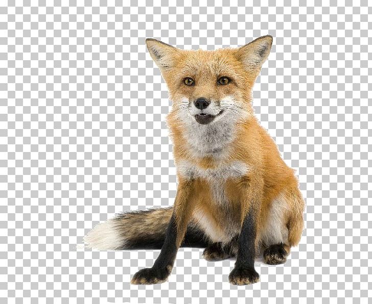 Red Fox Zorro Fennec Fox Drawing PNG, Clipart, Animal, Animals, Canidae, Carnivoran, Desert Free PNG Download