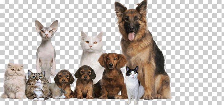 Dog Animal Shelter Animal Eye Clinic Animal Rescue Group Pet PNG, Clipart, Animal, Animal Control And Welfare Service, Animal Hospital, Animal Rescue, Animals Free PNG Download