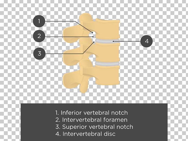 Joint Lumbar Vertebrae Vertebral Column Anatomy PNG, Clipart, Anatomy, Angle, Articular Processes, Axis, Bone Free PNG Download