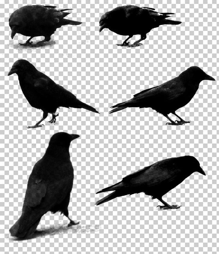 Common Raven Photography PNG, Clipart, Alpha Compositing, American Crow, Animals, Beak, Bird Free PNG Download