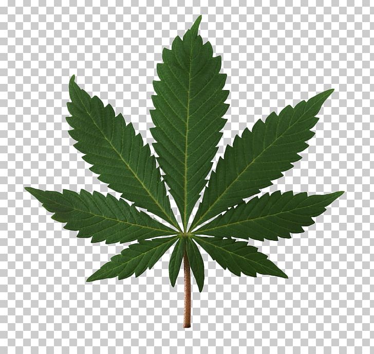 Decriminalization Of Non-medical Cannabis In The United States Legalization PNG, Clipart, Can, Cannabis, Cannabis Social Club, Decriminalization, Drug Free PNG Download