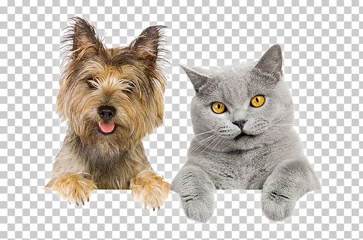 Pet Sitting Dog–cat Relationship Dog–cat Relationship PNG, Clipart, Animal, Animals, Carnivoran, Cat Like Mammal, Companion Dog Free PNG Download