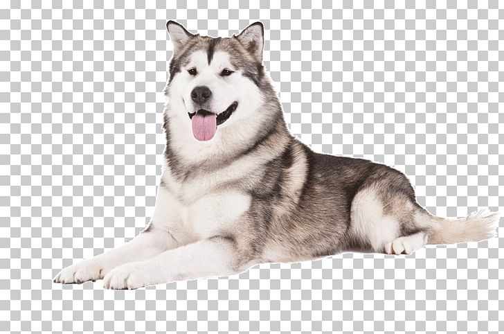 Alaskan Malamute Alaskan Husky Cardigan Welsh Corgi Siberian Husky American Eskimo Dog PNG, Clipart, Carnivoran, Dog Breed, Dog Breed Group, Dog Like Mammal, East Siberian Laika Free PNG Download