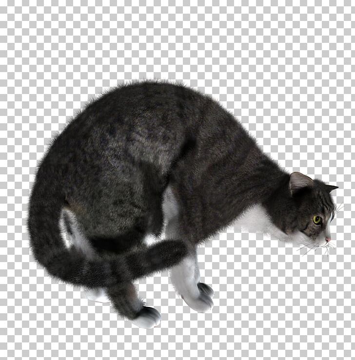 Cat Kitten PNG, Clipart, Animals, Carnivoran, Cat, Cat Like Mammal, Clipping Path Free PNG Download