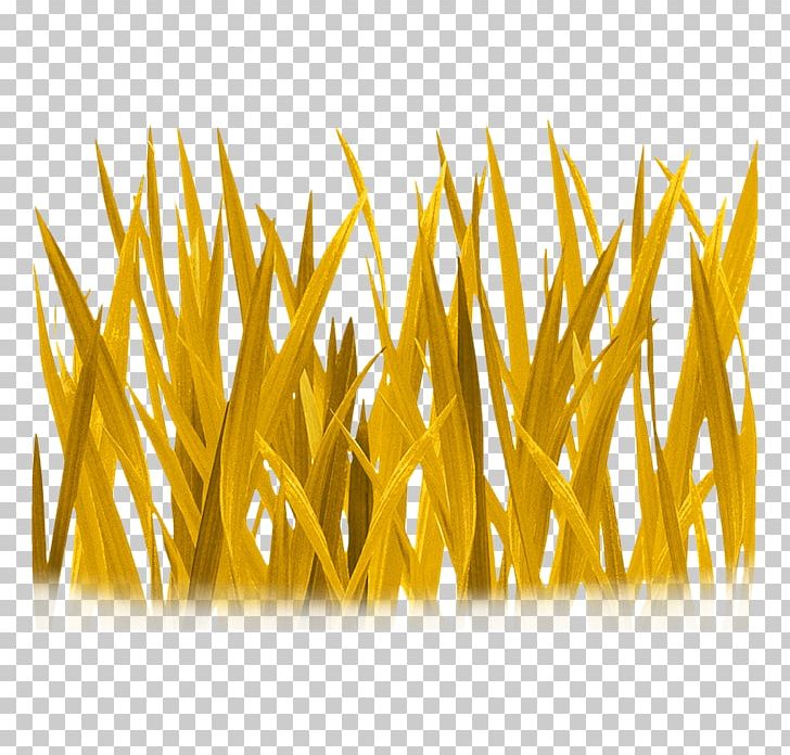Text Photography Grass PNG, Clipart, Commodity, Creative Grass, Decorative Patterns, Designer, Encapsulated Postscript Free PNG Download