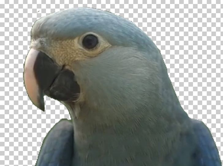PlayStation 4 Sticker Parakeet Macaw Game PNG, Clipart, Beak, Bird, Crew, Email, Fauna Free PNG Download