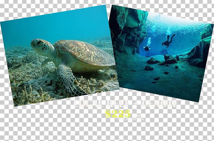 Sea Turtle Ecosystem Marine Biology Fauna PNG, Clipart, Animals, Aqua, Biology, Ecosystem, Fauna Free PNG Download