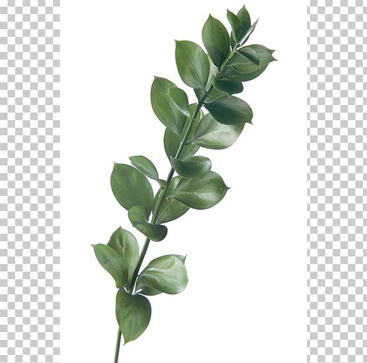 Swiss Cheese Plant Follaje Cut Flowers Plant Stem PNG, Clipart, Branch, Cut Flowers, Devils Ivy, Epipremnum, Floral Design Free PNG Download