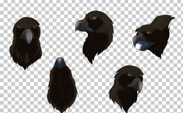 American Crow Rook Common Raven Fauna Beak PNG, Clipart, American Crow, Beak, Bird, Common Raven, Crow Free PNG Download
